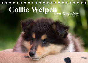 Collie Welpen zum Verlieben (Tischkalender 2023 DIN A5 quer) von Quentin,  Thomas