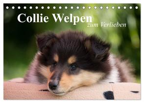 Collie Welpen zum Verlieben (Tischkalender 2024 DIN A5 quer), CALVENDO Monatskalender von Quentin,  Thomas