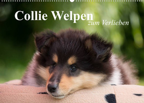 Collie Welpen zum Verlieben (Wandkalender 2023 DIN A2 quer) von Quentin,  Thomas