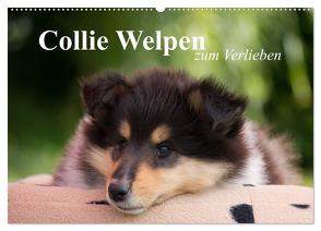 Collie Welpen zum Verlieben (Wandkalender 2024 DIN A2 quer), CALVENDO Monatskalender von Quentin,  Thomas