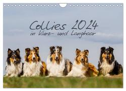 Collies 2024 in Kurz- und Langhaar (Wandkalender 2024 DIN A4 quer), CALVENDO Monatskalender von Hemlep,  Christine