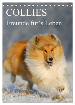 Collies – Freunde für´s Leben (Tischkalender 2024 DIN A5 hoch), CALVENDO Monatskalender von Starick,  Sigrid