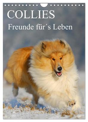 Collies – Freunde für´s Leben (Wandkalender 2024 DIN A4 hoch), CALVENDO Monatskalender von Starick,  Sigrid