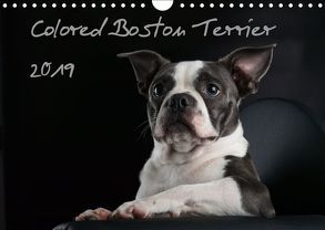 Colored Boston Terrier 2019 (Wandkalender 2019 DIN A4 quer) von Kassat Fotografie,  Nicola