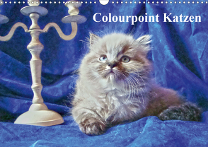 Colourpoint Katzen (Wandkalender 2021 DIN A3 quer) von Säume,  Sylvia