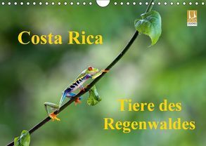 Costa Rica – Tiere des Regenwaldes (Wandkalender 2018 DIN A4 quer) von Akrema-Photography