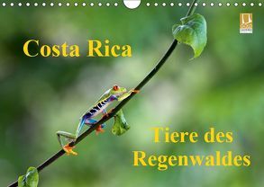 Costa Rica – Tiere des Regenwaldes (Wandkalender 2019 DIN A4 quer) von Akrema-Photography