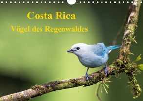 Costa Rica – Vögel des Regenwaldes (Wandkalender 2019 DIN A4 quer) von Akrema-Photography