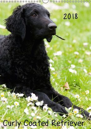 Curly Coated Retriever 2018 (Wandkalender 2018 DIN A3 hoch) von Vika-Foto