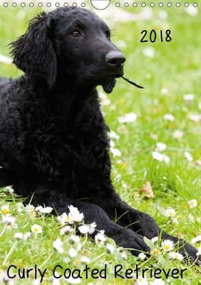 Curly Coated Retriever 2018 (Wandkalender 2018 DIN A4 hoch) von Vika-Foto