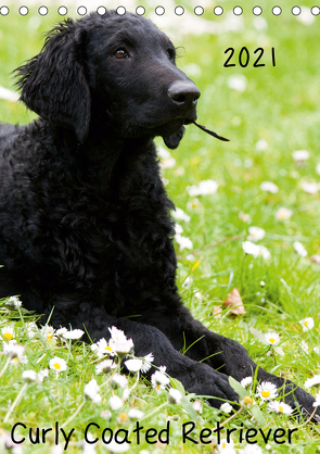 Curly Coated Retriever 2021 (Tischkalender 2021 DIN A5 hoch) von Vika-Foto