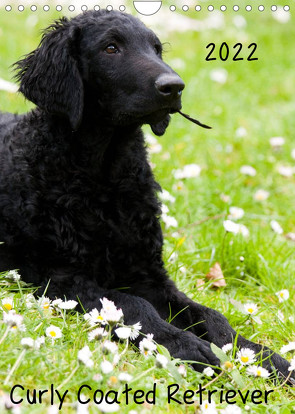 Curly Coated Retriever 2022 (Wandkalender 2022 DIN A4 hoch) von Vika-Foto