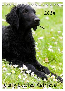 Curly Coated Retriever 2024 (Tischkalender 2024 DIN A5 hoch), CALVENDO Monatskalender von Vika-Foto,  Vika-Foto