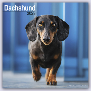 Dachshund – Dackel 2023 – 16-Monatskalender