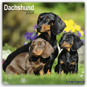 Dachshund – Dackel 2024 – 16-Monatskalender