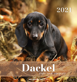 Dackel 2021 – Postkartenkalender 16×17 cm – Dachshunds – zum aufstellen oder aufhängen – Geschenk-Idee – Gadget – Alpha Edition