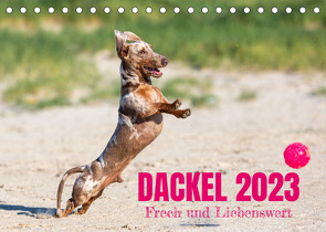 DACKEL 2023 Frech und Liebenwert (Tischkalender 2023 DIN A5 quer) von Mirsberger tierpfoto,  Annett