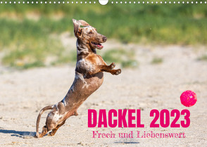 DACKEL 2023 Frech und Liebenwert (Wandkalender 2023 DIN A3 quer) von Mirsberger tierpfoto,  Annett