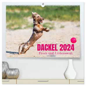 DACKEL 2024 Frech und Liebenwert (hochwertiger Premium Wandkalender 2024 DIN A2 quer), Kunstdruck in Hochglanz von Mirsberger tierpfoto,  Annett