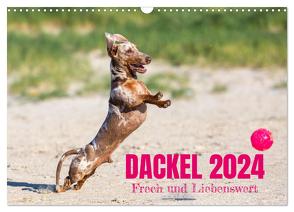 DACKEL 2024 Frech und Liebenwert (Wandkalender 2024 DIN A3 quer), CALVENDO Monatskalender von Mirsberger tierpfoto,  Annett