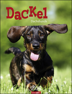 Dackel Kalender 2020 von Weingarten