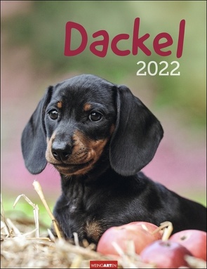Dackel Kalender 2022 von Weingarten