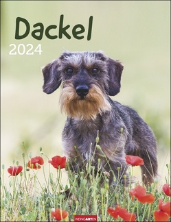 Dackel Kalender 2024