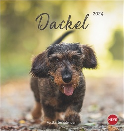 Dackel Postkartenkalender 2024