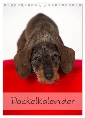 Dackel (Wandkalender 2024 DIN A4 hoch), CALVENDO Monatskalender von Noack,  Nicole