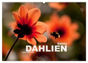 Dahlia – Dahlien (Wandkalender 2024 DIN A2 quer), CALVENDO Monatskalender von Schickert,  Peter