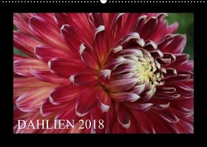 Dahlien 2018 (Wandkalender 2018 DIN A2 quer) von Pustolla,  Astrid