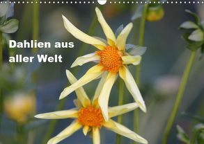 Dahlien aus aller Welt (Wandkalender 2019 DIN A3 quer) von Kiesewetter,  Michael