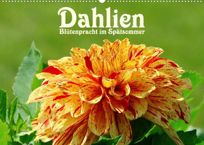 Dahlien – Blütenpracht im Spätsommer (Wandkalender 2023 DIN A2 quer) von LianeM