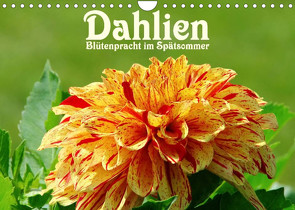 Dahlien – Blütenpracht im Spätsommer (Wandkalender 2023 DIN A4 quer) von LianeM