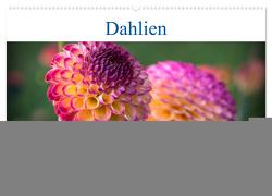 Dahlien – Blumenwunder der Natur (Wandkalender 2024 DIN A2 quer), CALVENDO Monatskalender von Stojke,  Norbert