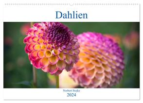 Dahlien – Blumenwunder der Natur (Wandkalender 2024 DIN A2 quer), CALVENDO Monatskalender von Stojke,  Norbert