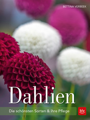 Dahlien von Verbeek,  Bettina