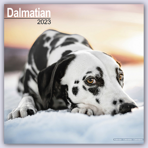 Dalmatian – Dalmatiner 2023 – 16-Monatskalender