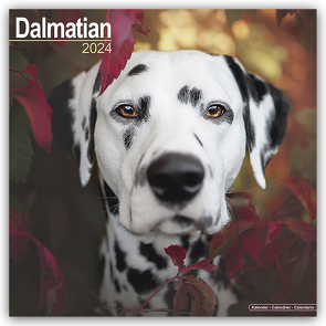 Dalmatian – Dalmatiner 2024 – 16-Monatskalender