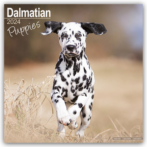 Dalmatian Puppies – Dalmatiner Welpen 2024 – 16-Monatskalender