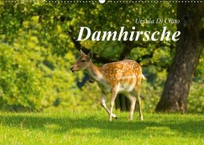 Damhirsche (Wandkalender 2018 DIN A2 quer) von Di Chito,  Ursula