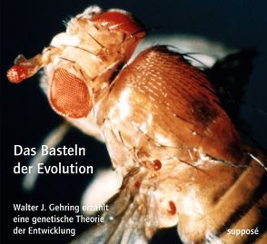 Das Basteln der Evolution von Gehring,  Walter, Sander,  Klaus