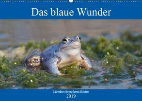 Das blaue Wunder – Moorfrösche in ihrem Habitat (Wandkalender 2019 DIN A2 quer) von Grahneis,  Sabine