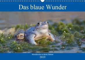 Das blaue Wunder – Moorfrösche in ihrem Habitat (Wandkalender 2019 DIN A3 quer) von Grahneis,  Sabine