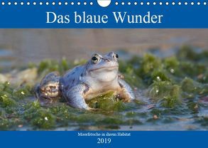 Das blaue Wunder – Moorfrösche in ihrem Habitat (Wandkalender 2019 DIN A4 quer) von Grahneis,  Sabine