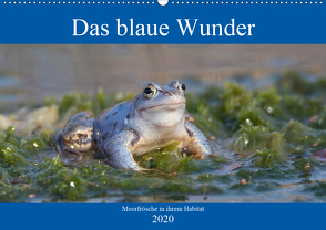 Das blaue Wunder – Moorfrösche in ihrem Habitat (Wandkalender 2020 DIN A2 quer) von Grahneis,  Sabine