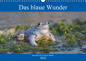 Das blaue Wunder – Moorfrösche in ihrem Habitat (Wandkalender 2020 DIN A3 quer) von Grahneis,  Sabine