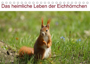 Das heimliche Leben der Eichhörnchen (Tischkalender 2023 DIN A5 quer) von kattobello