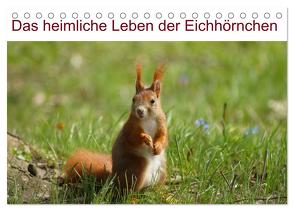 Das heimliche Leben der Eichhörnchen (Tischkalender 2024 DIN A5 quer), CALVENDO Monatskalender von Kattobello,  Kattobello