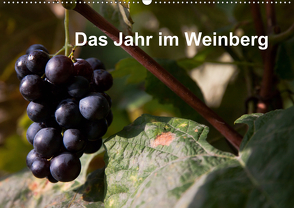 Das Jahr im Weinberg (Wandkalender 2021 DIN A2 quer) von Baumert,  Frank